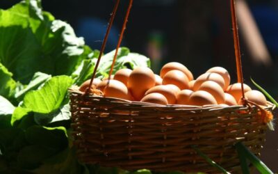 Huevos Frescos: Tu Fuente de nutrición en Agroferia