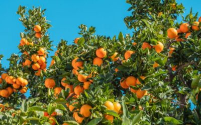 Descubre el sabor Fresco de nuestras naranjas: 2 recetas fáciles y deliciosas